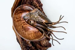 Ancient Mariner Small