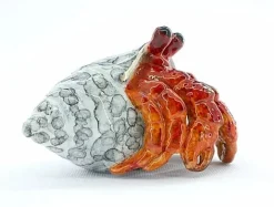 Hermy, bronze hermit crab